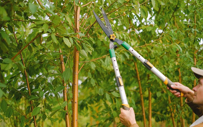 Tree trimming in Makawao, HI